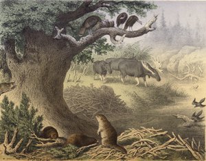 उत्तरी कनाडा में एक दृश्य, रकून, बीवर, जंगली टर्की, एल्क, यात्री कबूतर द्वारा अंग्रेजी स्कूल