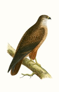 अफ्रीकी बज़र्ड, चार्ल्स रॉबर्ट ब्री (1811-86) द्वारा 1867 में प्रकाशित &39;ए हिस्ट्री ऑफ़ द बर्ड्स ऑफ अब्ज़र्वेटेड इन द ब्रिटिश आइल्स&39; का चित्रण