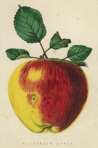 अलेक्जेंडर Apple द्वारा अंग्रेजी स्कूल