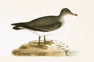 अल्जीरियाई सिनेरियस शियरवॉटर, चार्ल्स रॉबर्ट ब्री (1811-86) द्वारा 1867 में प्रकाशित &39;ए हिस्ट्री ऑफ द बर्ड्स ऑफ बर्ड्स नॉट अ ऑब्जर्व्ड इन द ब्रिटिश आइल&39; का चित्रण। द्वारा अंग्रेजी स्कूल