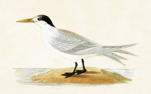 एलीड टर्न, चार्ल्स रॉबर्ट ब्री (1811-86) द्वारा 1867 में प्रकाशित &39;ए हिस्ट्री ऑफ द बर्ड्स ऑफ नॉट अ ऑब्जर्व्ड इन द ब्रिटिश आइल्स&39; का चित्र