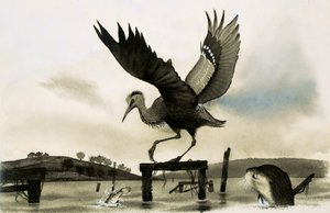 एक ओटर एक बगुला देखता है द्वारा अंग्रेजी स्कूल