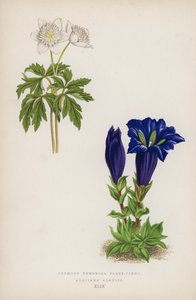 वुडी एनीमोन पूर्ण-फूल वाला है; Gentiana Acaulis (रंग लिथो) द्वारा अंग्रेजी स्कूल