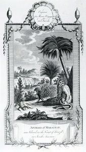 मारगानन के जानवर, मूरेस वॉयज एंड ट्रैवल्स, 1778 से लिया गया चित्रण द्वारा अंग्रेजी स्कूल