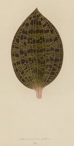 Anoectochilus Lowii द्वारा अंग्रेजी स्कूल