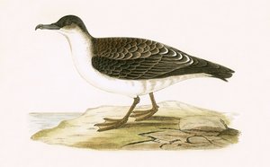आर्कटिक सिनेरियस शियरवॉटर, चार्ल्स रॉबर्ट ब्री (1811-86) द्वारा 1867 में प्रकाशित &39;ए हिस्ट्री ऑफ बर्ड्स ऑफ द बर्ड्स नॉट अ ऑब्जर्व्ड इन द ब्रिटिश आइल्स&39;, 1867 से प्रकाशित