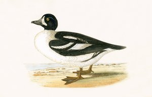 आर्कटिक गैरोट, चार्ल्स रॉबर्ट ब्री (1811-86) द्वारा 1867 में प्रकाशित &39;ए हिस्ट्री ऑफ द बर्ड्स ऑफ नॉट ऑब्जर्व्ड इन द ब्रिटिश आइल्स&39; का चित्रण