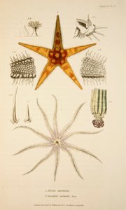 Asterias aurantiaca और Comatula carinata, पब। 1833 हाथ के रंग का उत्कीर्णन। द्वारा अंग्रेजी स्कूल