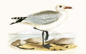 ऑडियो रॉबर्ट का गाल, चार्ल्स रॉबर्ट ब्री (1811-86) द्वारा 1867 में प्रकाशित &39;ए हिस्ट्री ऑफ द बर्ड्स ऑफ बर्ड्स नॉट अ ऑब्जर्व्ड इन द ब्रिटिश आइल&39; का चित्रण।