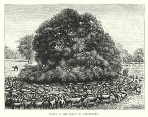 ऑस्ट्रेलिया: गोंद के पेड़ की छाया में भेड़ (उत्कीर्णन) द्वारा अंग्रेजी स्कूल