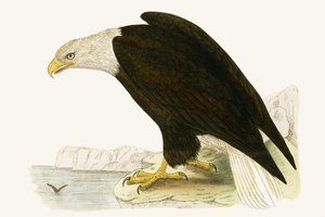 बाल्ड ईगल, चार्ल्स रॉबर्ट ब्री (1811-86) द्वारा 1867 में प्रकाशित &39;ए हिस्ट्री ऑफ द बर्ड्स ऑफ अब्जर्व्ड इन द ब्रिटिश आइल्स&39; का चित्र द्वारा अंग्रेजी स्कूल