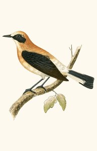 चार्ल्स रॉबर्ट ब्री (1811-86) द्वारा 1867 में प्रकाशित &39;ए हिस्ट्री ऑफ द बर्ड्स ऑफ बर्ड्स नॉट अ ऑब्जर्व्ड इन द ब्रिटिश बर्ड्स&39; का चित्रण ब्लैक एर्ट व्हीटियर, 1867 प्रकाशित द्वारा अंग्रेजी स्कूल
