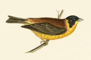 ब्लैक हेडेड बंटिंग, चार्ल्स रॉबर्ट ब्री (1811-86) द्वारा 1867 में प्रकाशित &39;ए हिस्ट्री ऑफ बर्ड्स ऑफ द बर्ड्स अ ऑब्जर्व्ड इन द ब्रिटिश आइल्स&39; का चित्र