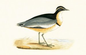 ब्लैक हेडेड प्लोवर, चार्ल्स रॉबर्ट ब्री (1811-86) द्वारा 1867 में प्रकाशित &39;ए हिस्ट्री ऑफ द बर्ड्स ऑफ बर्ड्स नॉट अ ऑब्जर्व्ड इन द ब्रिटिश आइल्स&39; का चित्रण।