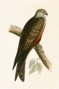 ब्लैक काइट, चार्ल्स रॉबर्ट ब्री (1811-86) द्वारा 1867 में प्रकाशित &39;ए हिस्ट्री ऑफ द बर्ड्स ऑफ नॉट ऑब्जर्व्ड इन द ब्रिटिश आइल्स&39; का चित्रण द्वारा अंग्रेजी स्कूल