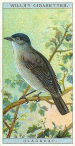 Blackcap द्वारा अंग्रेजी स्कूल