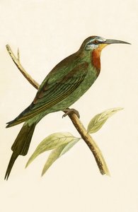 ब्लू चेकेड बी इटर, चार्ल्स रॉबर्ट ब्री (1811-86) द्वारा 1867 में प्रकाशित &39;ए हिस्ट्री ऑफ द बर्ड्स ऑफ नॉट अ ऑब्जर्व्ड इन द ब्रिटिश आइल्स&39; का चित्रण द्वारा अंग्रेजी स्कूल