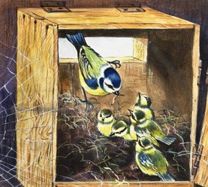 Bluetits द्वारा अंग्रेजी स्कूल