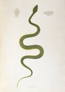 पैट्रिक रसेल, लंदन, 1796 द्वारा कोरोमंडल के तट से एकत्र किए गए भारतीय नागों के खाते से बोड्रो पाम स्नेक द्वारा अंग्रेजी स्कूल