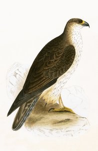 बोनेली का ईगल, चार्ल्स रॉबर्ट ब्री द्वारा 1867 में प्रकाशित &39;ए हिस्ट्री ऑफ द बर्ड्स ऑफ बर्ड्स नॉट अ ऑब्जर्व्ड इन द ब्रिटिश आइल&39;, 1867 में प्रकाशित