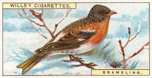 Brambling द्वारा अंग्रेजी स्कूल