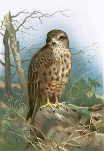Buzzard द्वारा अंग्रेजी स्कूल