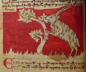 बेस्टेरिया से CCA-LitM - D - 10 fol.1v बकरी द्वारा अंग्रेजी स्कूल