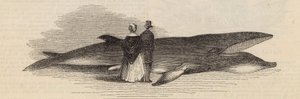 Deptford Pier से एक व्हेल को पकड़ना: व्हेल द्वारा अंग्रेजी स्कूल