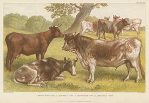 मवेशी (रंगीन उत्कीर्णन) द्वारा अंग्रेजी स्कूल