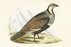 कोकेशियान स्नो पार्ट्रिज, चार्ल्स रॉबर्ट ब्री (1811-86) द्वारा 1867 में प्रकाशित &39;ए हिस्ट्री ऑफ द बर्ड्स ऑफ नॉट अ ऑब्जर्व्ड इन द ब्रिटिश आइल्स&39; का चित्रण द्वारा अंग्रेजी स्कूल