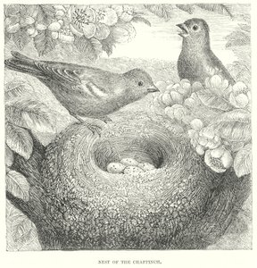  द्वारा अंग्रेजी स्कूल