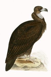 सिनेसियस वल्चर, चार्ल्स रॉबर्ट ब्री (1811-86) द्वारा 1867 में प्रकाशित &39;ए हिस्ट्री ऑफ बर्ड्स ऑफ बर्ड्स नॉट अ ऑब्जर्व्ड इन द ब्रिटिश आइल&39;, 1867 में प्रकाशित (रंग लिथो) द्वारा अंग्रेजी स्कूल