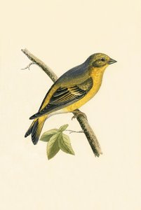 सिट्रिल फिंच, चार्ल्स रॉबर्ट ब्री (1811-86) द्वारा 1867 में प्रकाशित &39;ए हिस्ट्री ऑफ द बर्ड्स ऑफ नॉट ऑब्जर्व्ड इन द ब्रिटिश आइल्स&39; का चित्रण