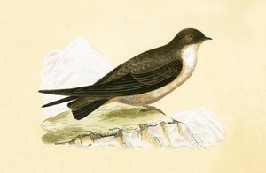 क्रैग स्वॉल, चार्ल्स रॉबर्ट ब्री (1811-86) द्वारा 1867 में प्रकाशित &39;ए हिस्ट्री ऑफ बर्ड्स ऑफ बर्ड्स नॉट अ ऑब्जर्व्ड इन द ब्रिटिश आइल्स&39; का चित्रण। द्वारा अंग्रेजी स्कूल