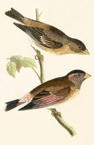 चार्ल्स रॉबर्ट ब्री (1811-86) द्वारा 1867 में प्रकाशित क्रिमसन विंगड ग्रोसबेक, ए हिस्ट्री ऑफ द बर्ड्स ऑफ बर्ड्स नॉट अ ऑब्जर्व्ड इन द ब्रिटिश आइल। द्वारा अंग्रेजी स्कूल
