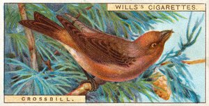 Crossbill द्वारा अंग्रेजी स्कूल