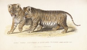शावक तीन महीने की उम्र, 1827-1835 के बीच एक शेर और बाघिन के बीच बंध गया द्वारा अंग्रेजी स्कूल