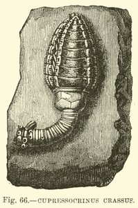 Cupressocrinus वसा द्वारा अंग्रेजी स्कूल