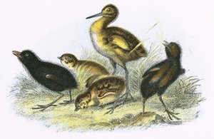 कर्लव, लैंड रेल, पार्ट्रिज और मूर हेन (दक्षिणावर्त)