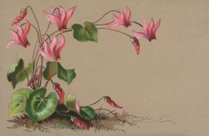 Cyclamen द्वारा अंग्रेजी स्कूल