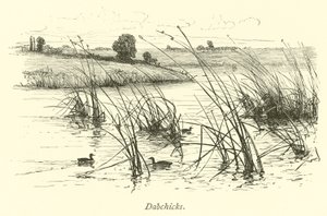 Dabchicks द्वारा अंग्रेजी स्कूल
