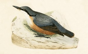 डाल्टमियन न्यूटच, चार्ल्स रॉबर्ट ब्री (1811-86) द्वारा 1867 में प्रकाशित &39;ए हिस्ट्री ऑफ द बर्ड्स ऑफ नॉट अ ऑब्जर्व्ड इन द ब्रिटिश आइल्स&39; का चित्र