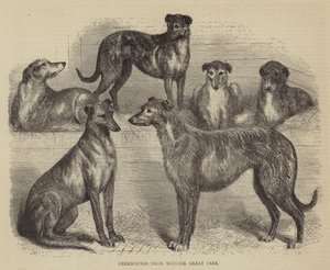 विंडसर ग्रेट पार्क से डीरहाउंड (उत्कीर्णन) द्वारा अंग्रेजी स्कूल