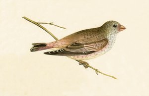1867 में प्रकाशित चार्ल्स रॉबर्ट ब्री (1811-86) द्वारा डेजर्ट ट्रम्पेटर बुलफिंच, &39;ए हिस्ट्री ऑफ बर्ड्स ऑफ नॉट दी ऑब्ज़र्वेटेड इन द ब्रिटिश आइल्स&39; का चित्रण द्वारा अंग्रेजी स्कूल