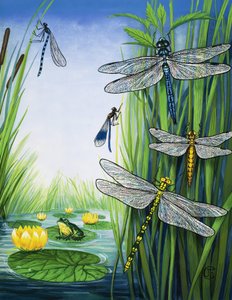 dragonflies द्वारा अंग्रेजी स्कूल