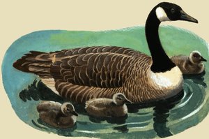 बत्तख और चूजे द्वारा अंग्रेजी स्कूल