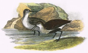 dunlin द्वारा अंग्रेजी स्कूल