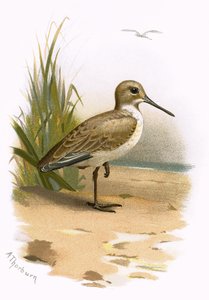 dunlin