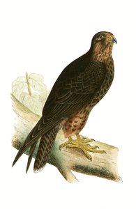 इलोनोरा फाल्कन, चार्ल्स रॉबर्ट ब्री (1811-86) द्वारा 1867 में प्रकाशित &39;ए हिस्ट्री ऑफ बर्ड्स ऑफ बर्ड्स नॉट अ ऑब्जर्व्ड इन द ब्रिटिश आइल&39; का चित्रण
