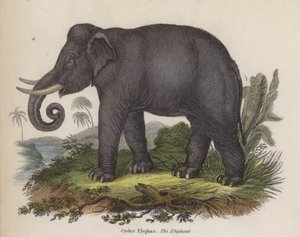 हाथी (रंगीन उत्कीर्णन)